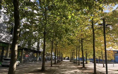 Herbst-Feeling auf der Plaza