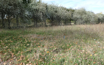 Wildwuchs in den „Gärten im Wandel“