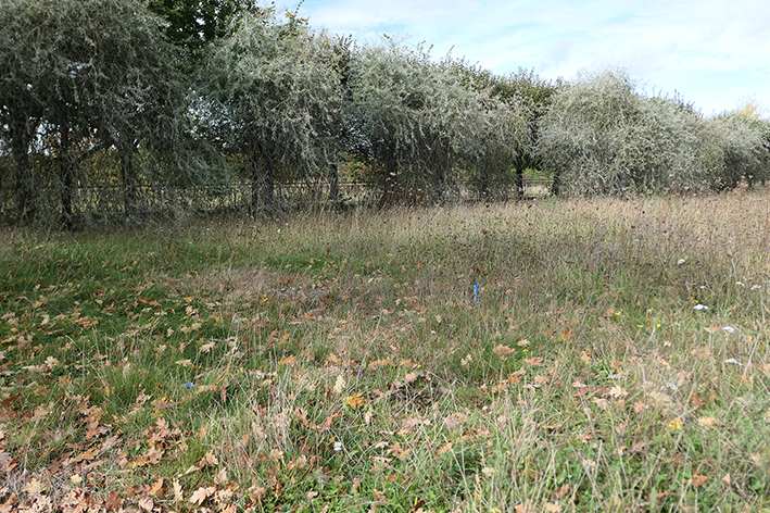 Wildwuchs in den „Gärten im Wandel“